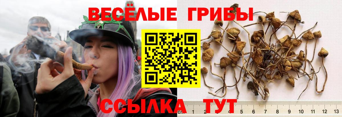 Псилоцибиновые грибы Psilocybine cubensis Норильск